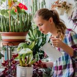 Indoor Plants: Care Tips For Novice Gardeners