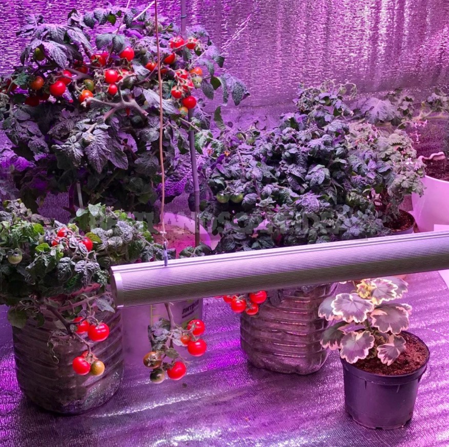 LED Phytolamps For Plants: What You Need To Know To Choose