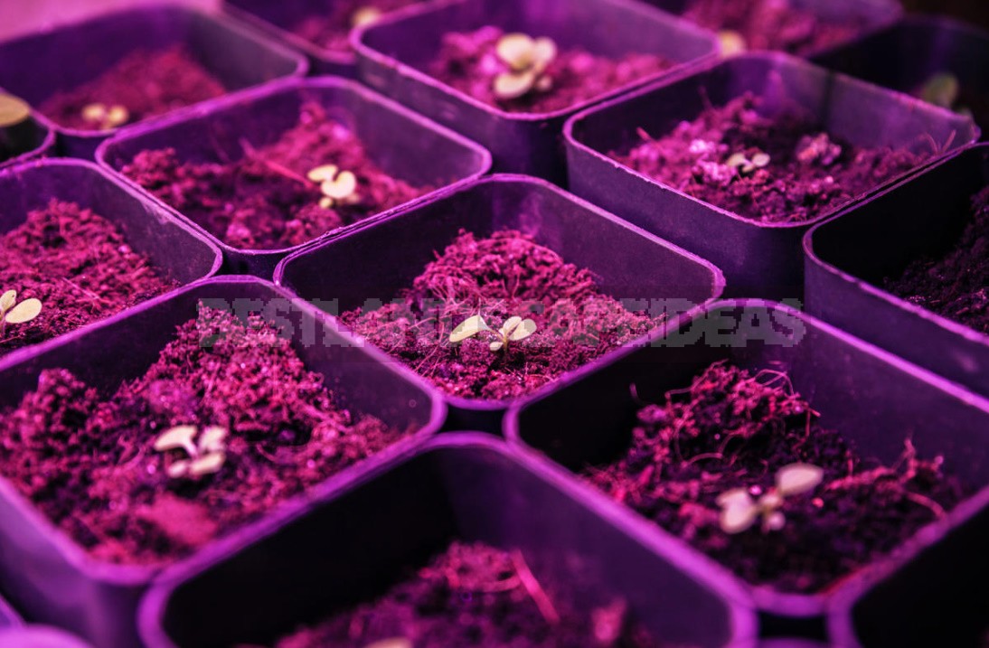 LED Phytolamps For Plants: What You Need To Know To Choose