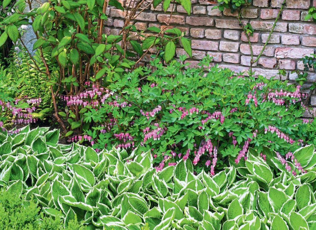 Flower Beds Of Perennials: Examples, Planting Scheme