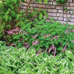 Flower Beds Of Perennials: Examples, Planting Scheme
