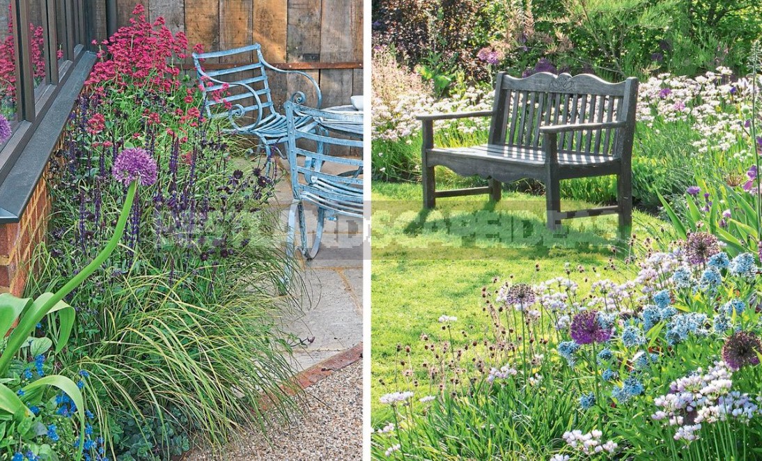 Flower Beds Of Perennials: Examples, Planting Scheme