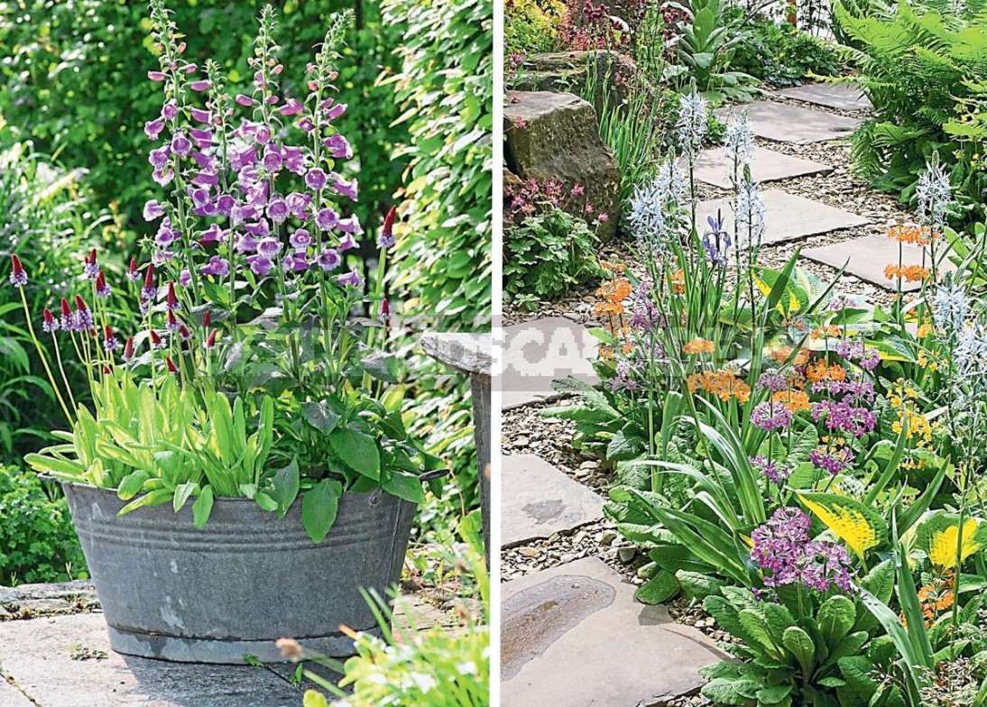 Flower Beds Of Perennials: Examples, Planting Scheme