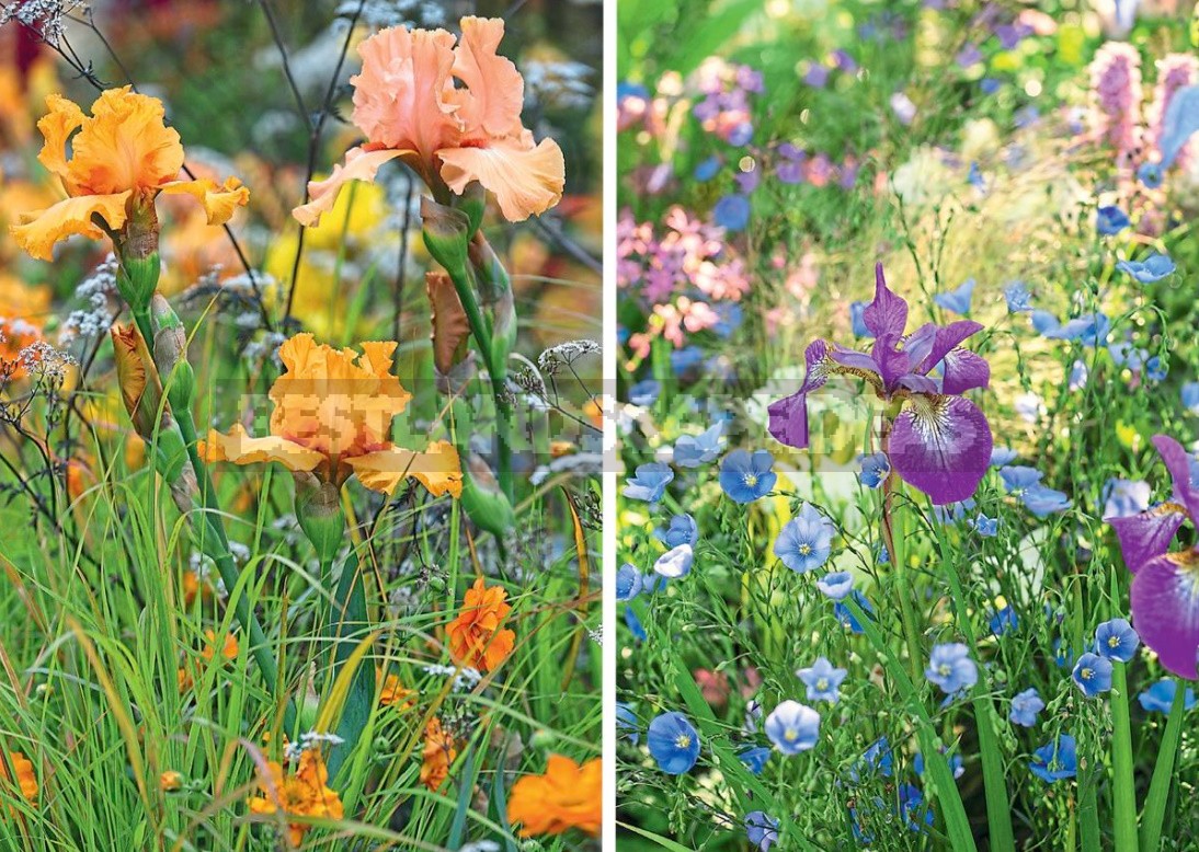 Flower Beds Of Perennials: Examples, Planting Scheme