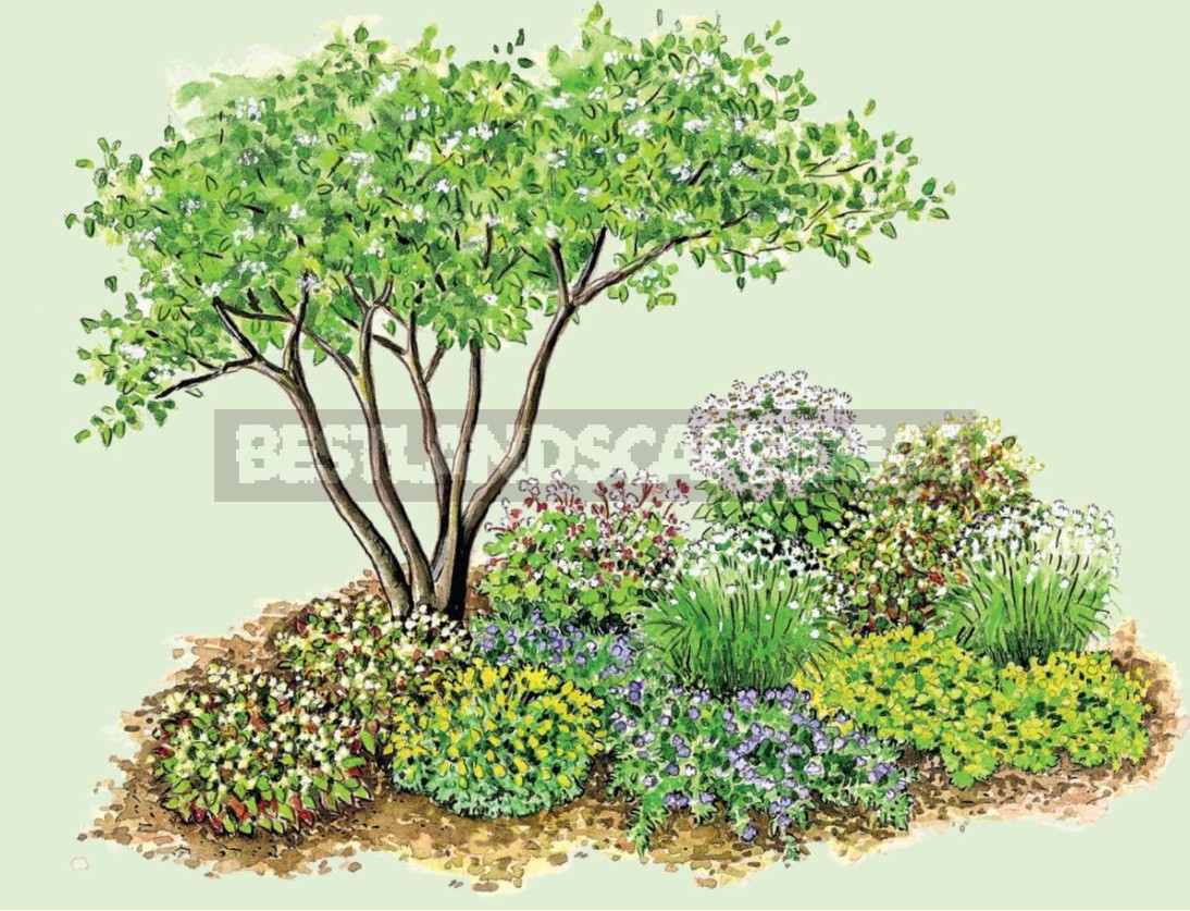 Flower Beds Of Perennials: Examples, Planting Scheme