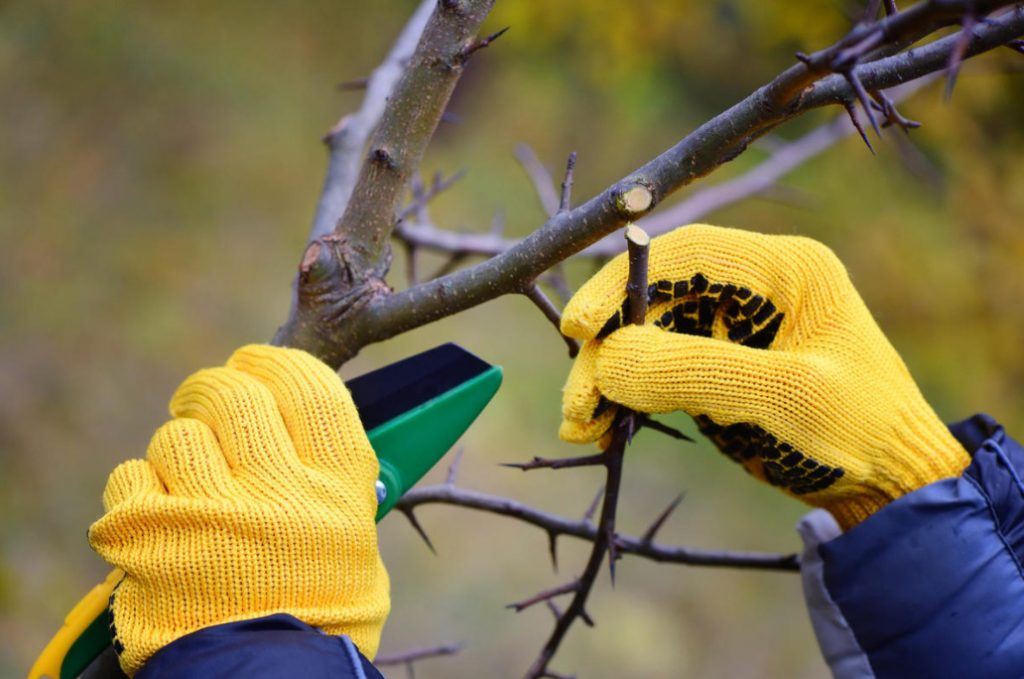 Pruning Plums: How To Do Everything Correctly And Not Harm The Tree ...