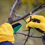 Pruning Plums: How To Do Everything Correctly And Not Harm The Tree