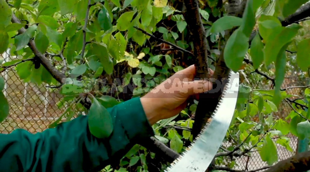 Pruning Plums: How To Do Everything Correctly And Not Harm The Tree