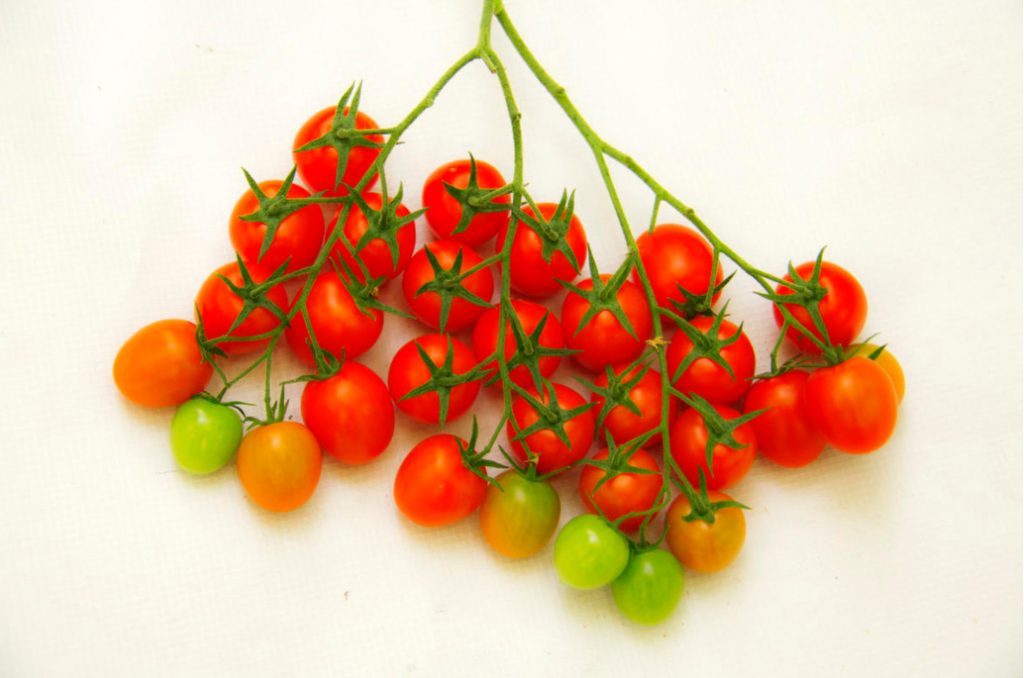 Tomato Berry, Vegetable Or Fruit? Best Landscape Ideas