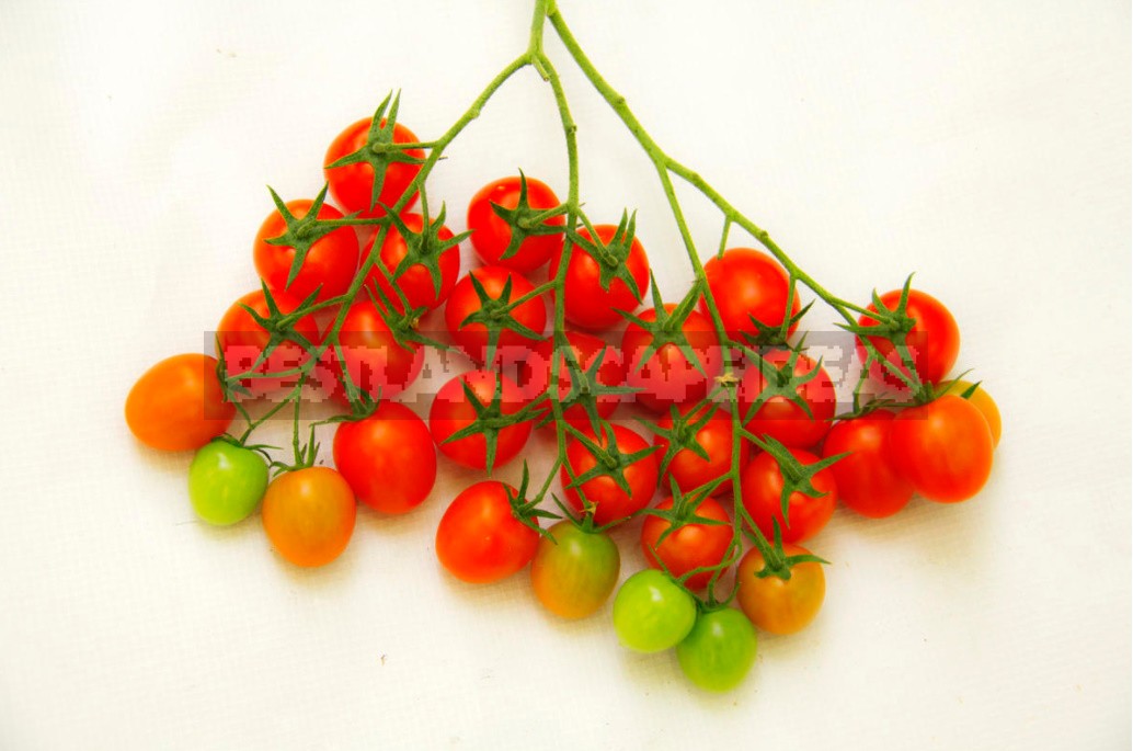 Tomato: Berry, Vegetable Or Fruit?