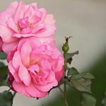 Varieties Of Roses With An Open Middle (Part 2)