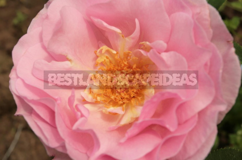 Varieties Of Roses With An Open Middle (Part 2)