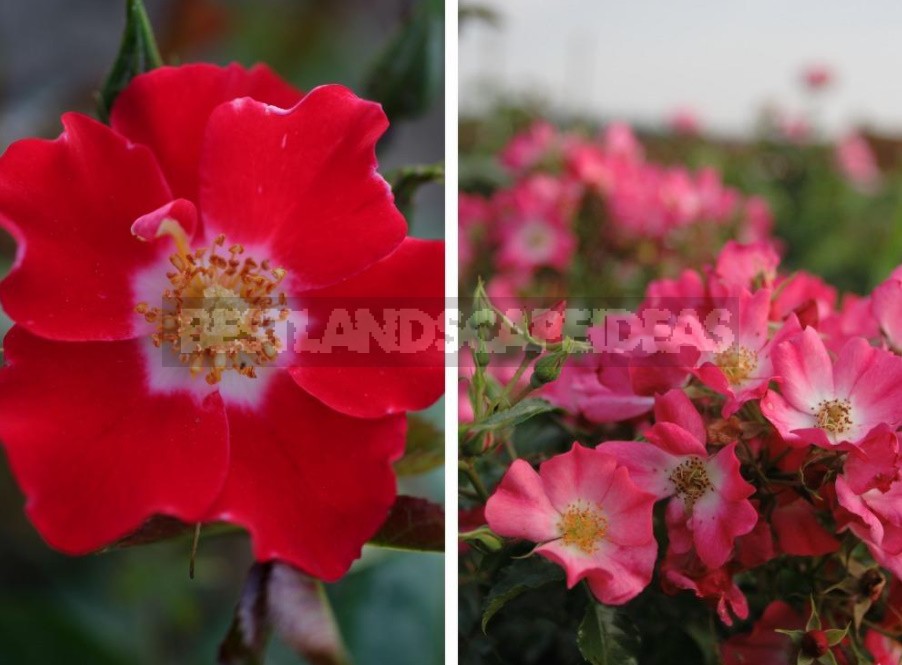 Varieties Of Roses With An Open Middle (Part 2)