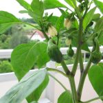 Vegetable Garden On The Windowsill: Sowing Vegetable Seeds