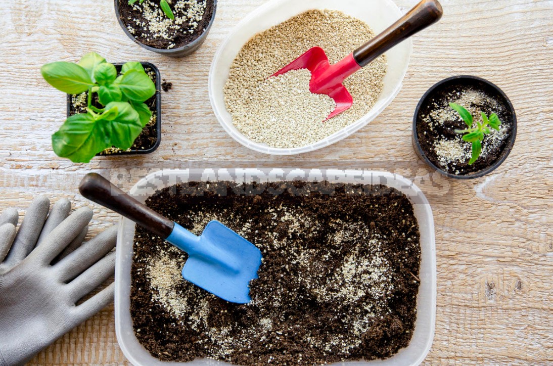 Vegetable Garden On The Windowsill: Sowing Vegetable Seeds