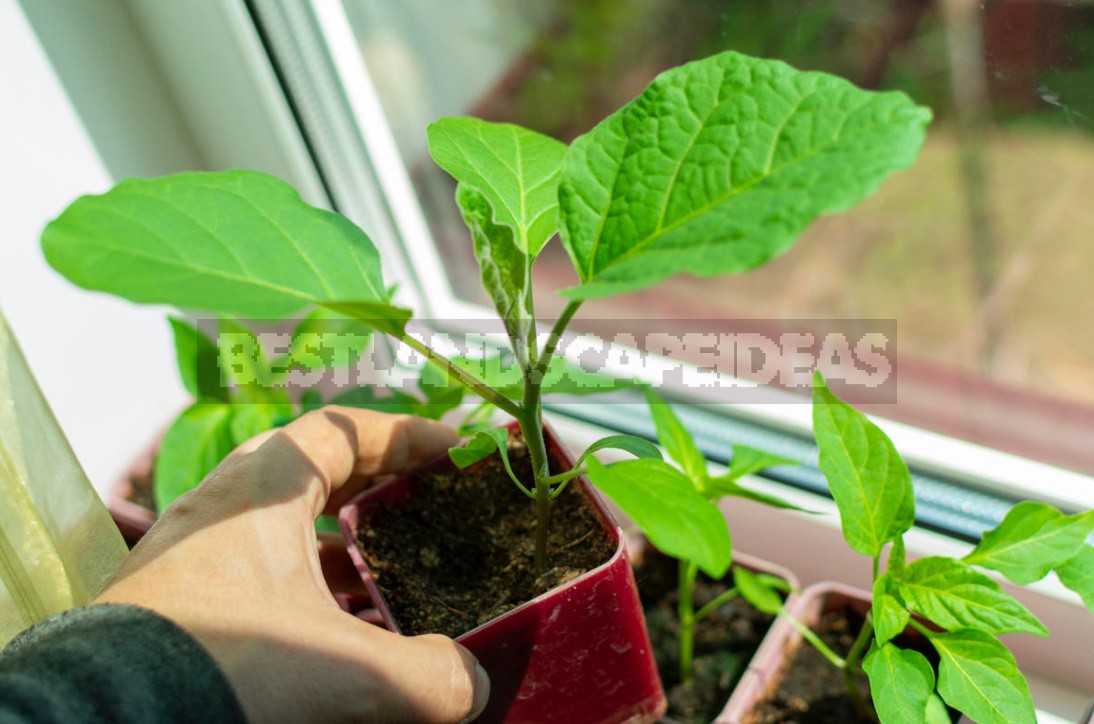 Vegetable Garden On The Windowsill: Sowing Vegetable Seeds