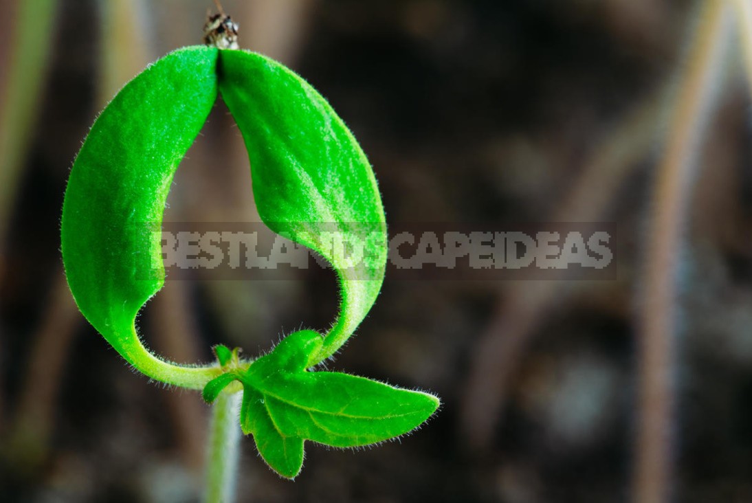 Vegetable Garden On The Windowsill: Sowing Vegetable Seeds