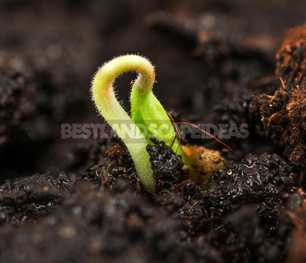 Vegetable Garden On The Windowsill: Sowing Vegetable Seeds