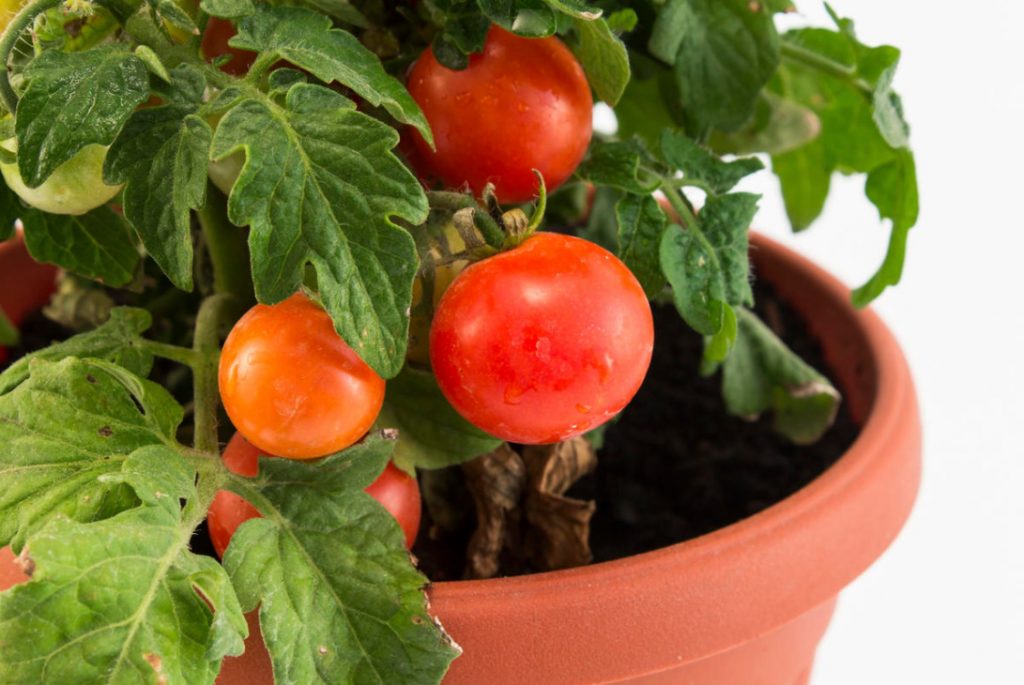 Vegetable Garden On The Windowsill: Vegetable Care