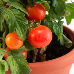 Vegetable Garden On The Windowsill: Vegetable Care