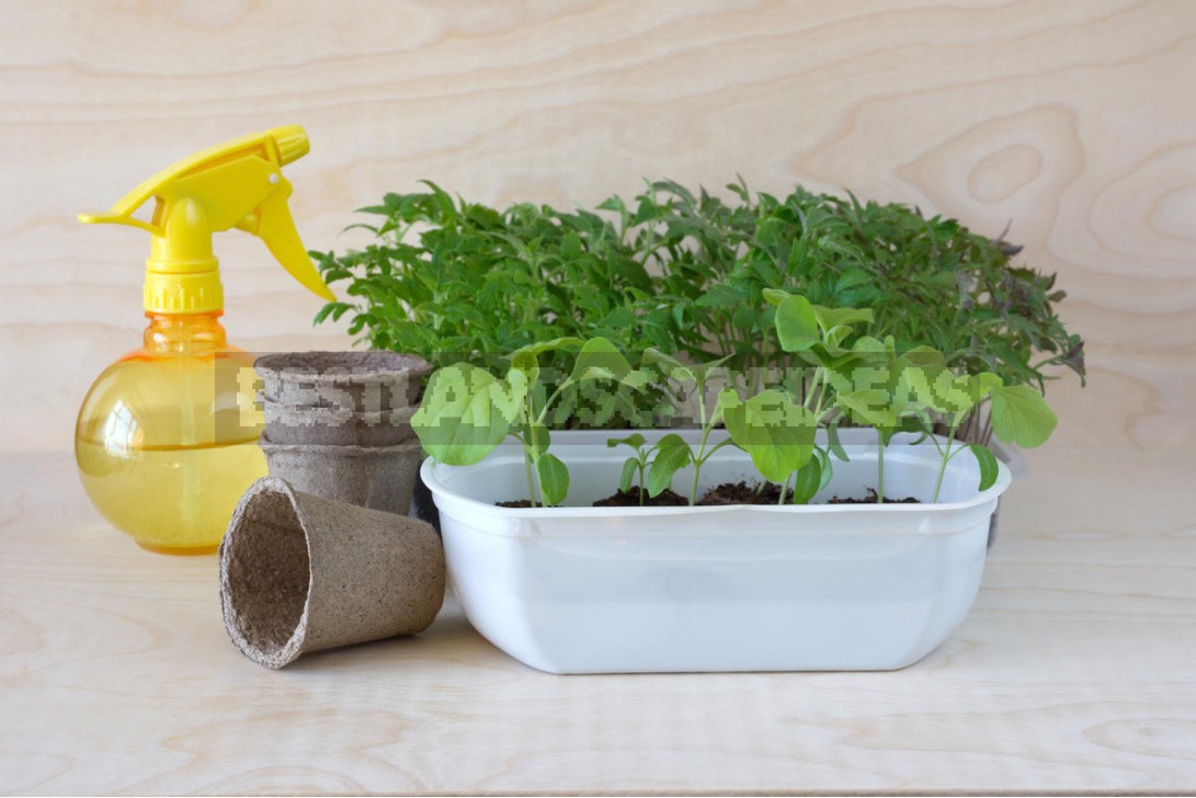 Vegetable Garden On The Windowsill: Vegetable Care