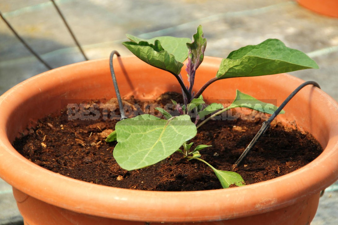 Vegetable Garden On The Windowsill: Vegetable Care