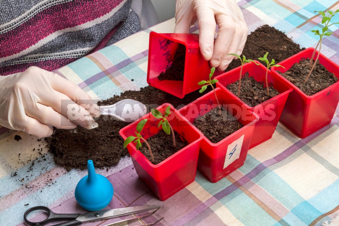 Vegetable Garden On The Windowsill: Vegetable Care