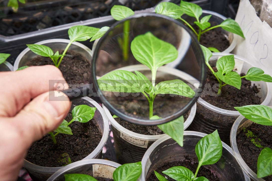 Vegetable Garden On The Windowsill: Vegetable Care