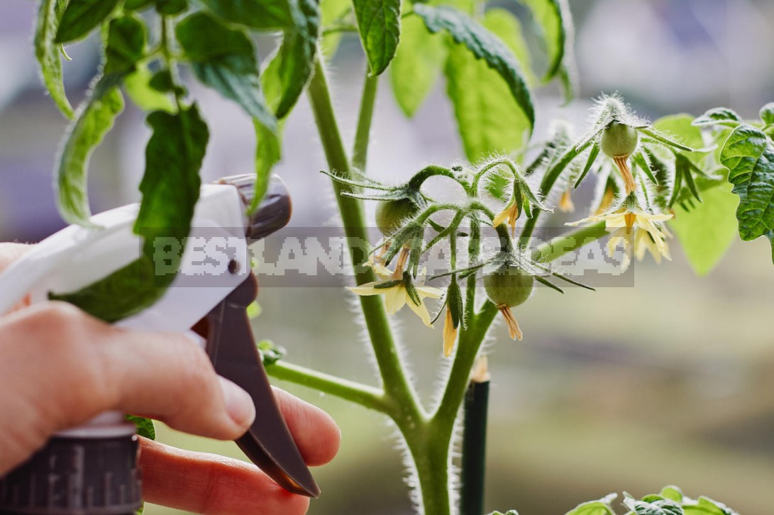 Vegetable Garden On The Windowsill: Vegetable Care