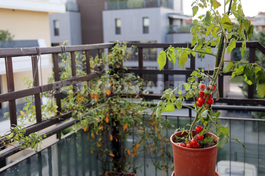 Vegetable Garden On The Windowsill: Vegetable Care