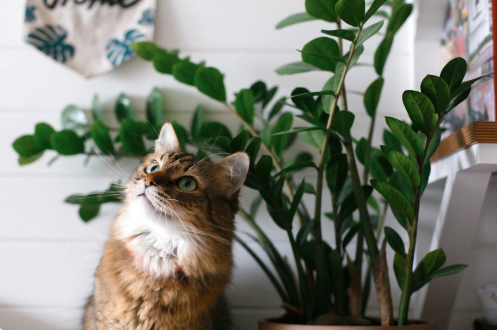 Zamioculcas: Care At Home