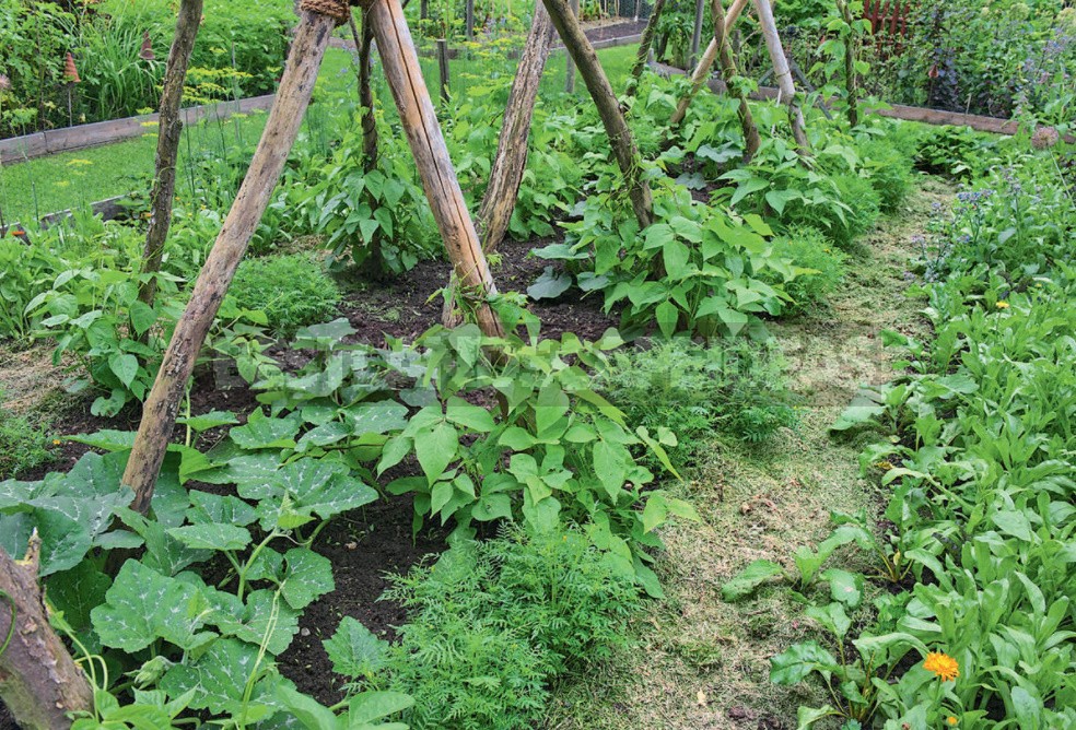 A Few Simple Rules Of The Eco-Garden. How To Make a Plot Eco-Friendly
