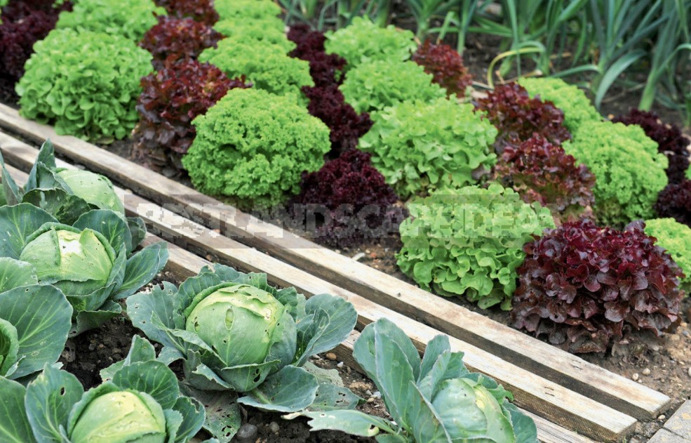 Cottages Tricks: Useful Tips For The Garden And Vegetable Garden