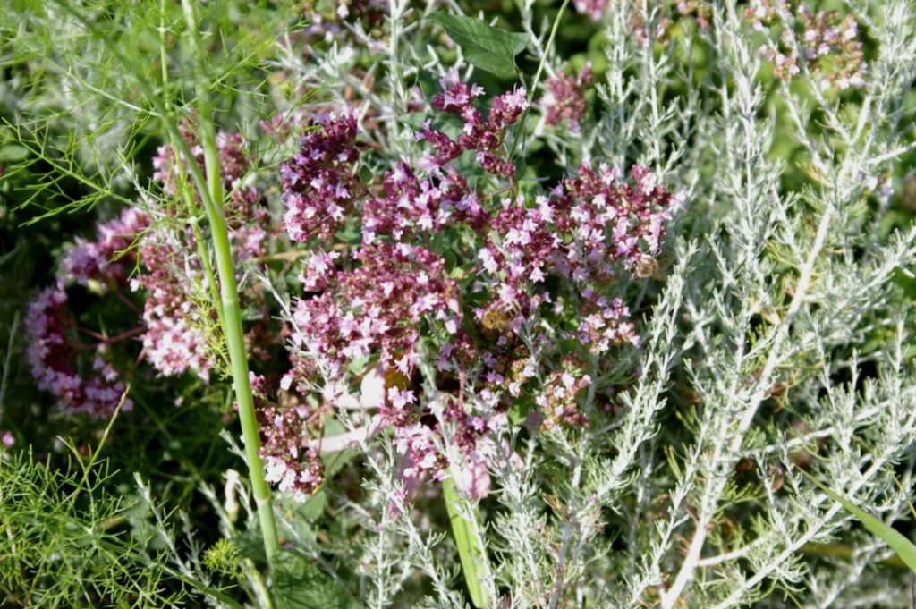 Five Plants for Making Homemade Herbal Liqueurs