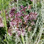 Five Plants for Making Homemade Herbal Liqueurs