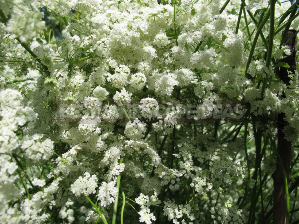 Five Plants for Making Homemade Herbal Liqueurs