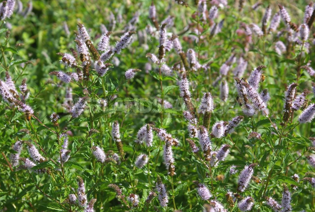 Five Plants for Making Homemade Herbal Liqueurs