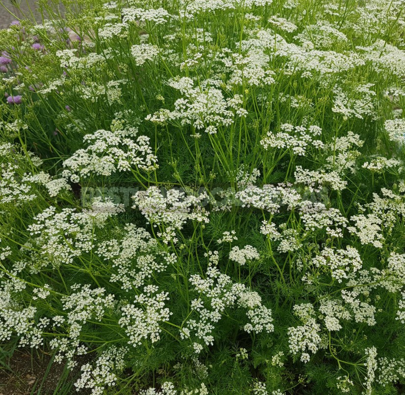 Five Plants for Making Homemade Herbal Liqueurs