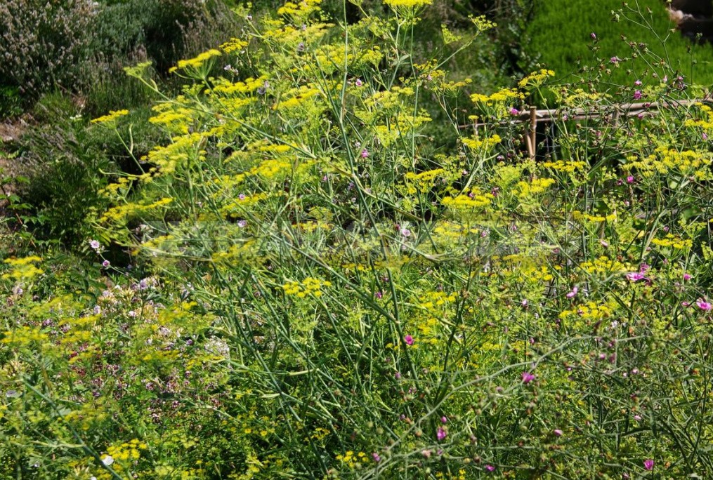 Five Plants for Making Homemade Herbal Liqueurs