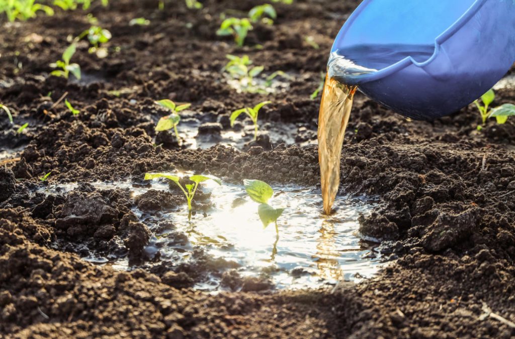 Four Recipes For Natural Fertilizers That Are Easy To Prepare Yourself