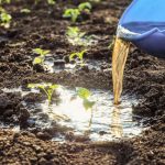 Four Recipes For Natural Fertilizers That Are Easy To Prepare Yourself
