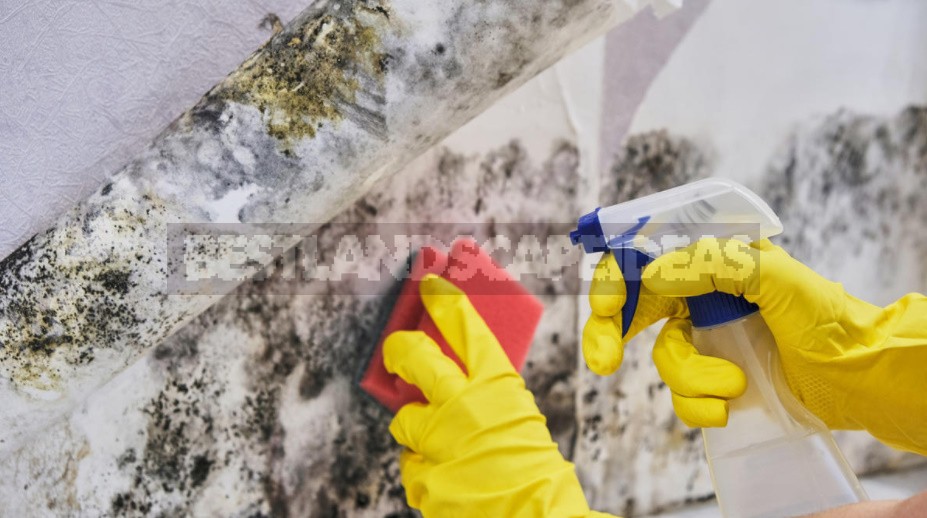 How To Get Rid Of Mold In The Bathroom