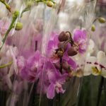 How To Resuscitate An Orchid