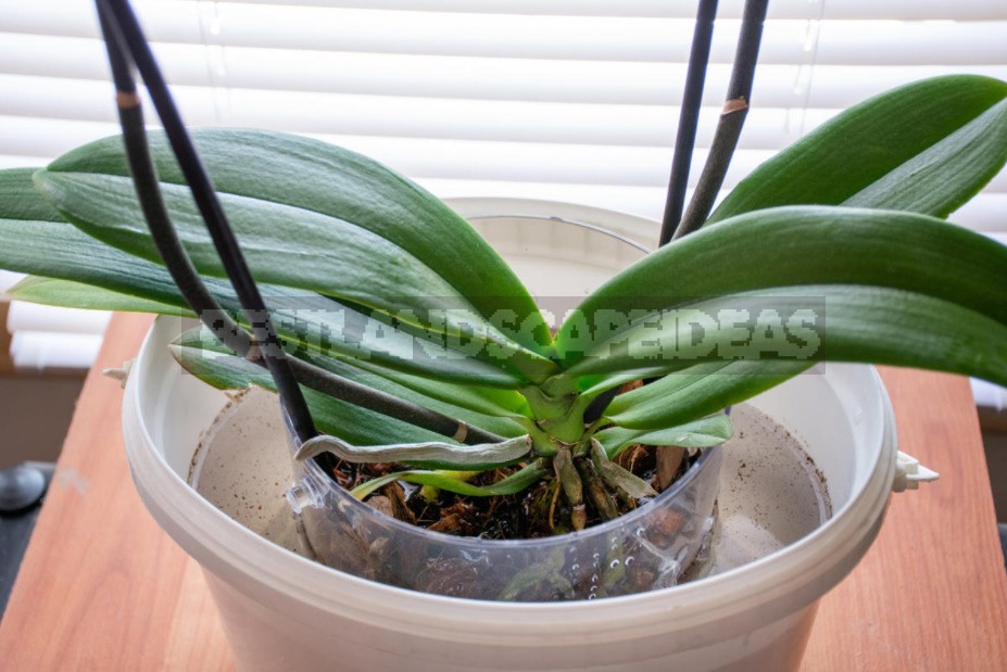 How To Resuscitate An Orchid
