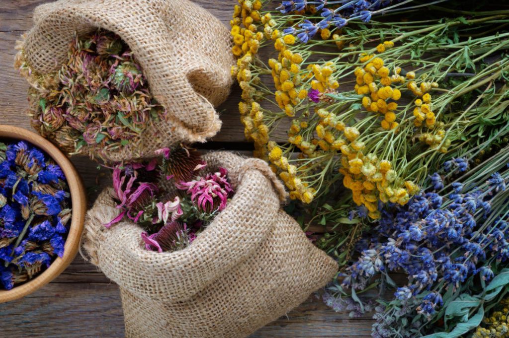Medicine Or Poison? Dangerous Medicinal Plants For Health (Part 1)