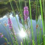Natural Pond In The Country: Troubles And Joys (Part 2)