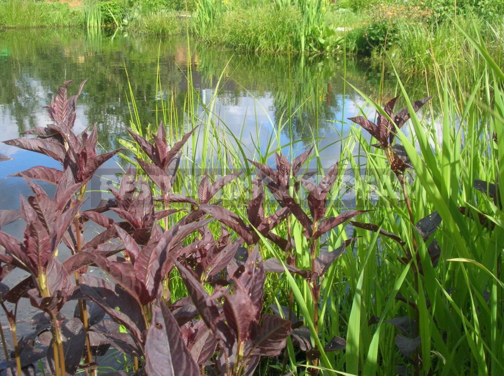 Natural Pond In The Country: Troubles And Joys (Part 2)