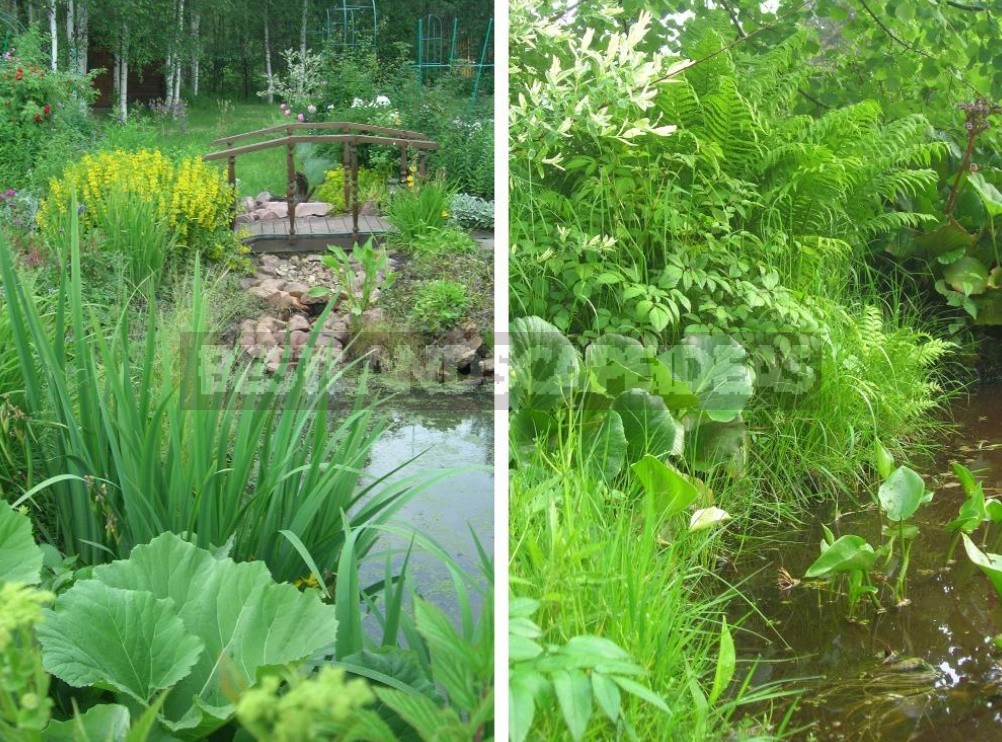 Natural Pond In The Country: Troubles And Joys (Part 1)