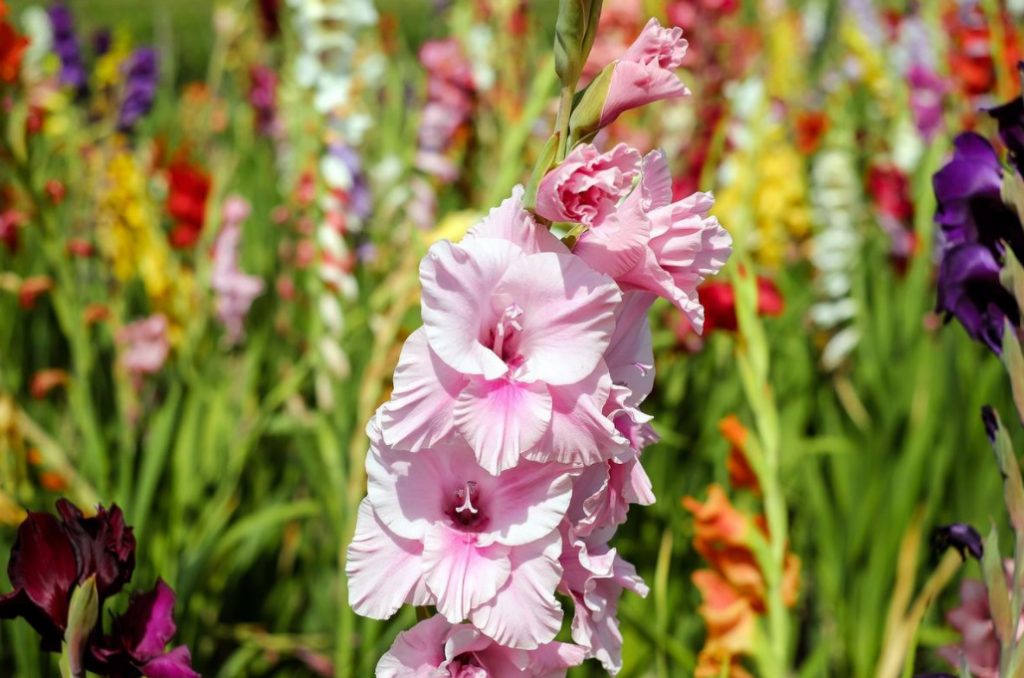 Plant Gladioli!