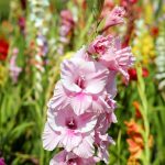 Plant Gladioli!